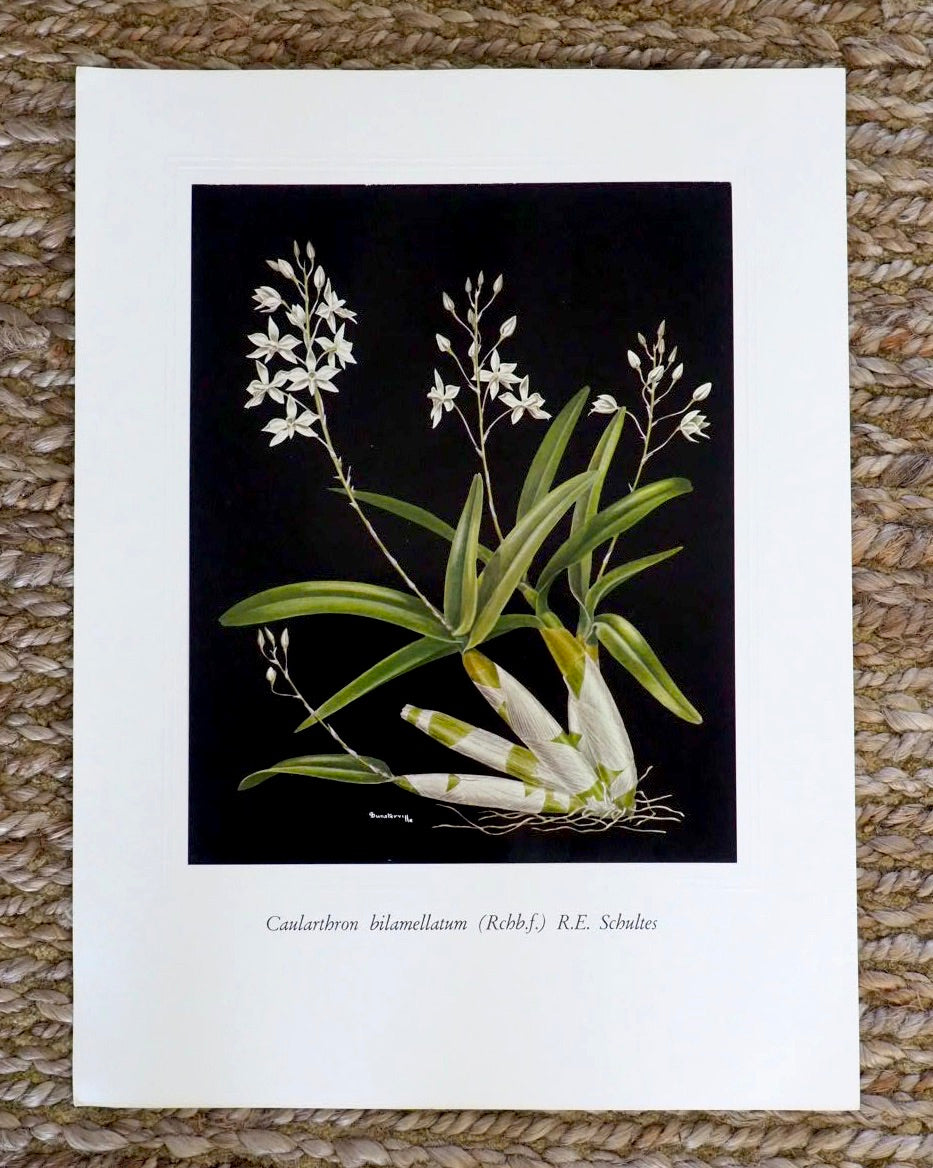 Very Rare G.C.K Dunsterville Orchid Print. Caularthron bilamellatum (Rchb.f.) R.E. Schultes