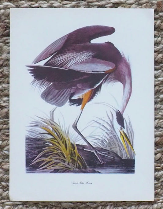 Great Blue Heron Audubon Print