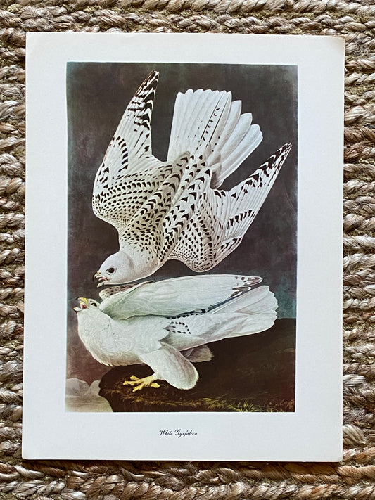 White Gyrfalcon Vintage Audubon Print