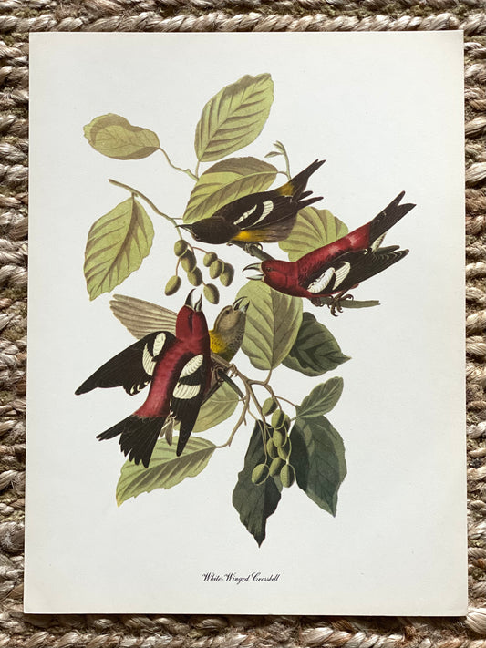 White Winged Crossbill Vintage Audubon Print