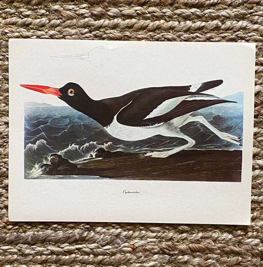 Oystercatcher Vintage Audubon Print