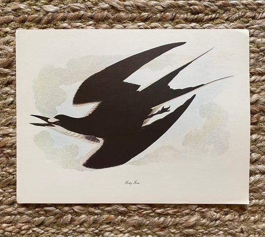 Sooty Tern Vintage Audubon Print