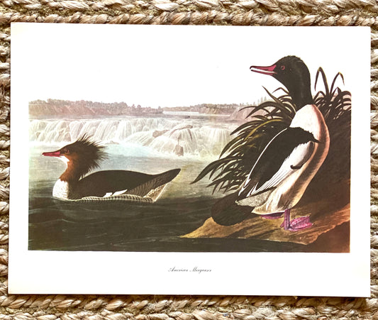 American Merganser Vintage Audubon Print