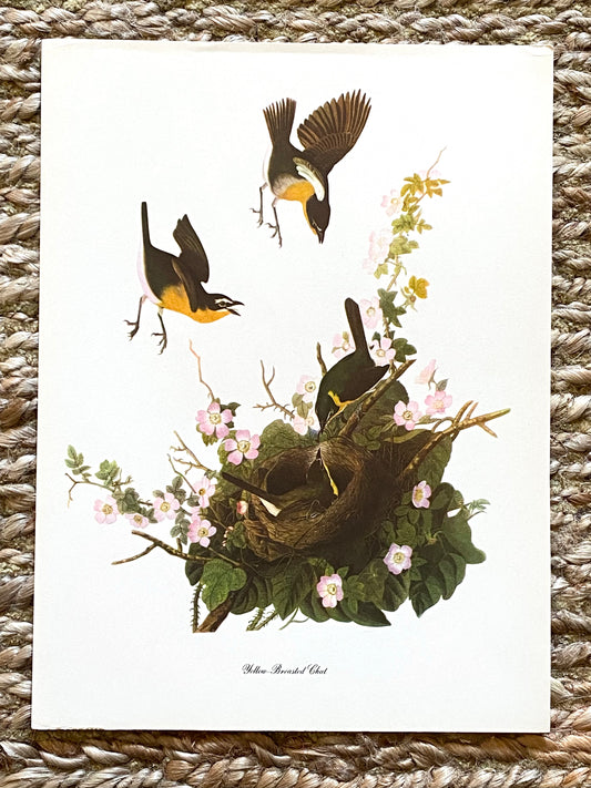 Yellow Breasted Chat Vintage Audubon Print