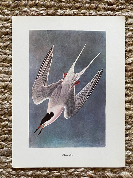 Roseale Tern Vintage Audubon Print