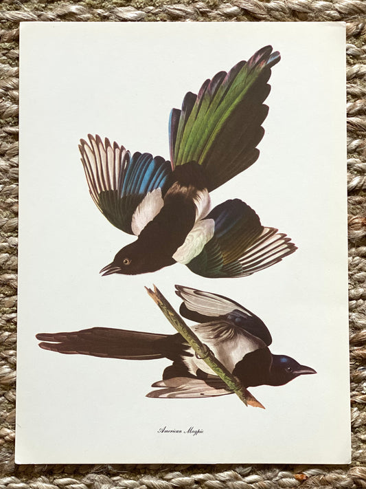 American Magpie Vintage Audubon Print