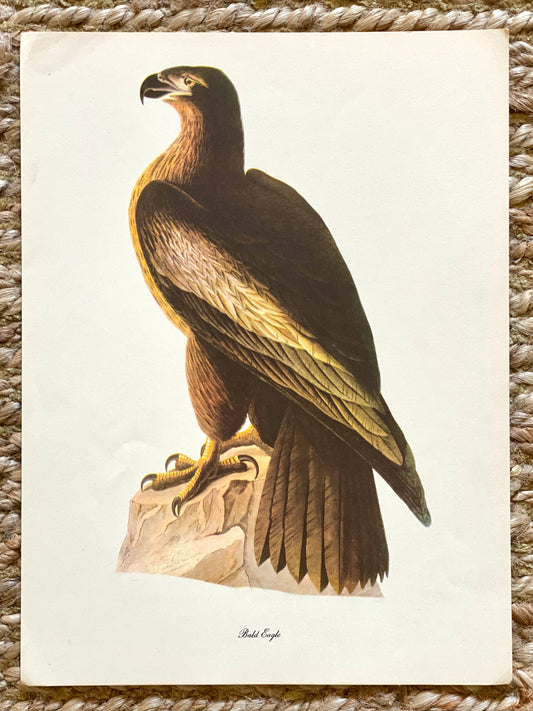 Bald Eagle Vintage Audubon Print