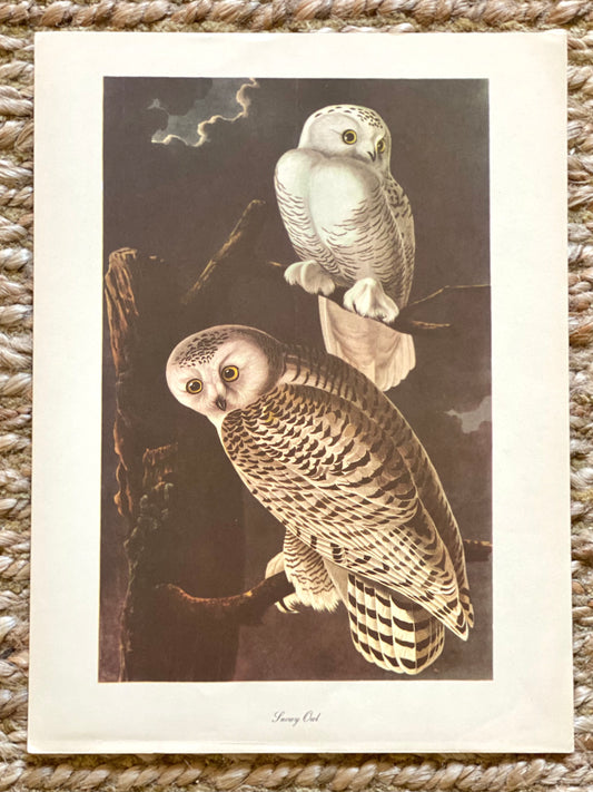 Snowy Owl Vintage Audubon Print