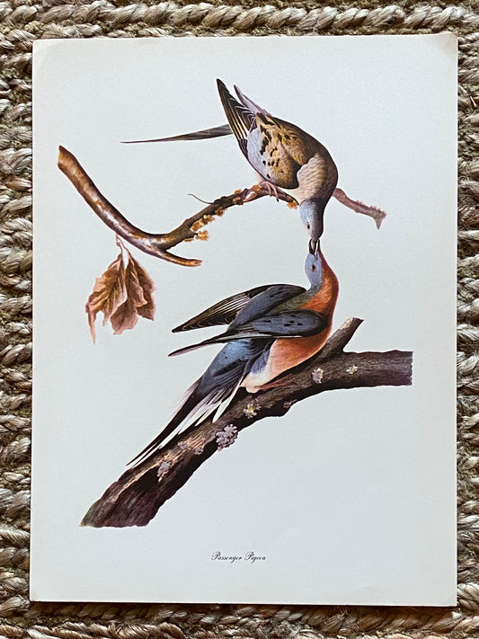 Passenger Pigeon Vintage Audubon Print