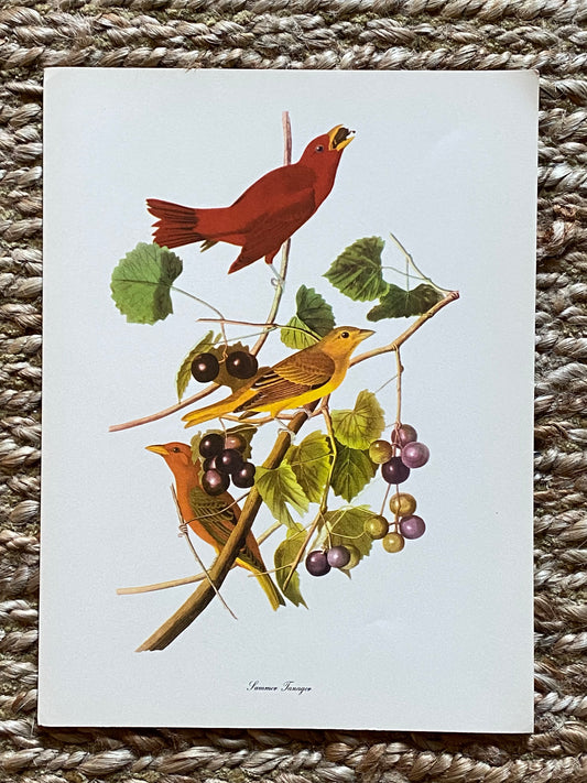 Summer Tanager Vintage Audubon Print
